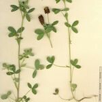 Trifolium spadiceum Arall