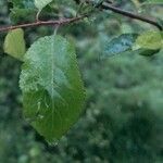 Prunus brigantina 葉