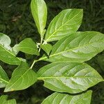 Solanum aphyodendron Deilen