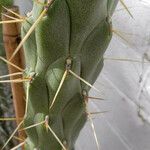 Austrocylindropuntia subulata Foglia