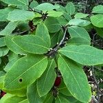 Ilex mucronata Blatt