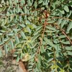 Marcetella moquiniana Likasa