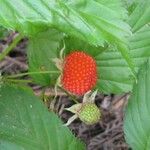 Rubus rosifolius Fruit