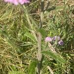 Achillea millefolium 葉