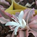Cryptanthus acaulis Flower