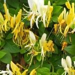 Lonicera japonicaKukka