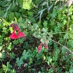 Salvia coccineaFlower