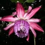 Passiflora ambigua Blomma