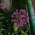 Allium aflatunense Kukka