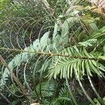 Blechnum subcordatum Habit