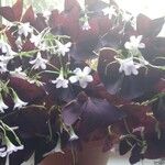 Oxalis triangularis A. St.-Hil. Staniste