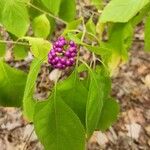 Callicarpa americanaFrukto