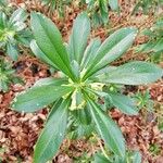 Daphne laureola Leaf