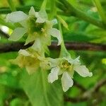 Oemleria cerasiformis फूल