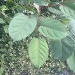 Reynoutria sachalinensis Leaf
