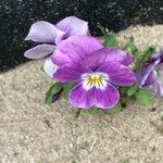 Viola tricolor Cvet