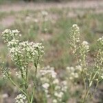 Lepidium montanum অভ্যাস