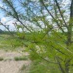 Taxodium distichumLeaf