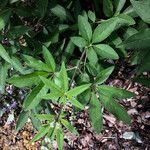 Vitex agnus-castus Folha