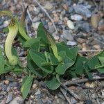 Aristolochia fontanesii Libunga