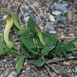 Aristolochia fontanesii 形態