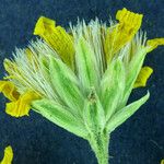 Stenotus acaulis Flor