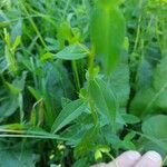 Euphorbia verrucosa Leaf