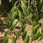 Olax dissitiflora Leaf
