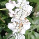 Salvia farinacea Blüte