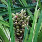 Bromelia pinguin Fruit