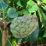 Magnolia virginiana Fruct