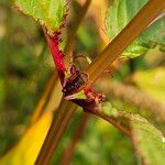 Impatiens glandulifera बार्क (छाल)