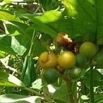 Solanum mauritianumFruit