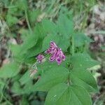 Vicia dumetorum Kukka