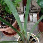 Strelitzia nicolai Hoja