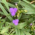 Tradescantia gigantea Цвят