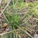 Carex pilulifera Blatt