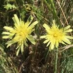 Scorzonera aristata Flower