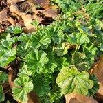 Malva neglectaFeuille