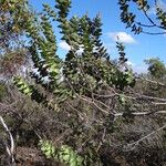 Hakea cucullata Habitatea