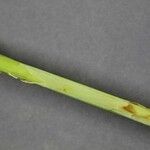 Carex crinita Corteza