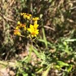 Senecio pterophorus Flower