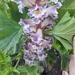 Orobanche crenata Flower