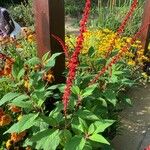 Salvia confertiflora Flower