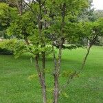 Acer shirasawanum Hábitos