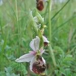 Ophrys fuciflora മറ്റ്