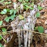 Monotropa unifloraLiść