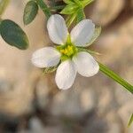 Fagonia indica Blomst
