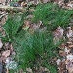 Festuca heterophylla Hábito