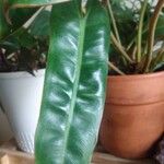 Philodendron billietiae Hoja